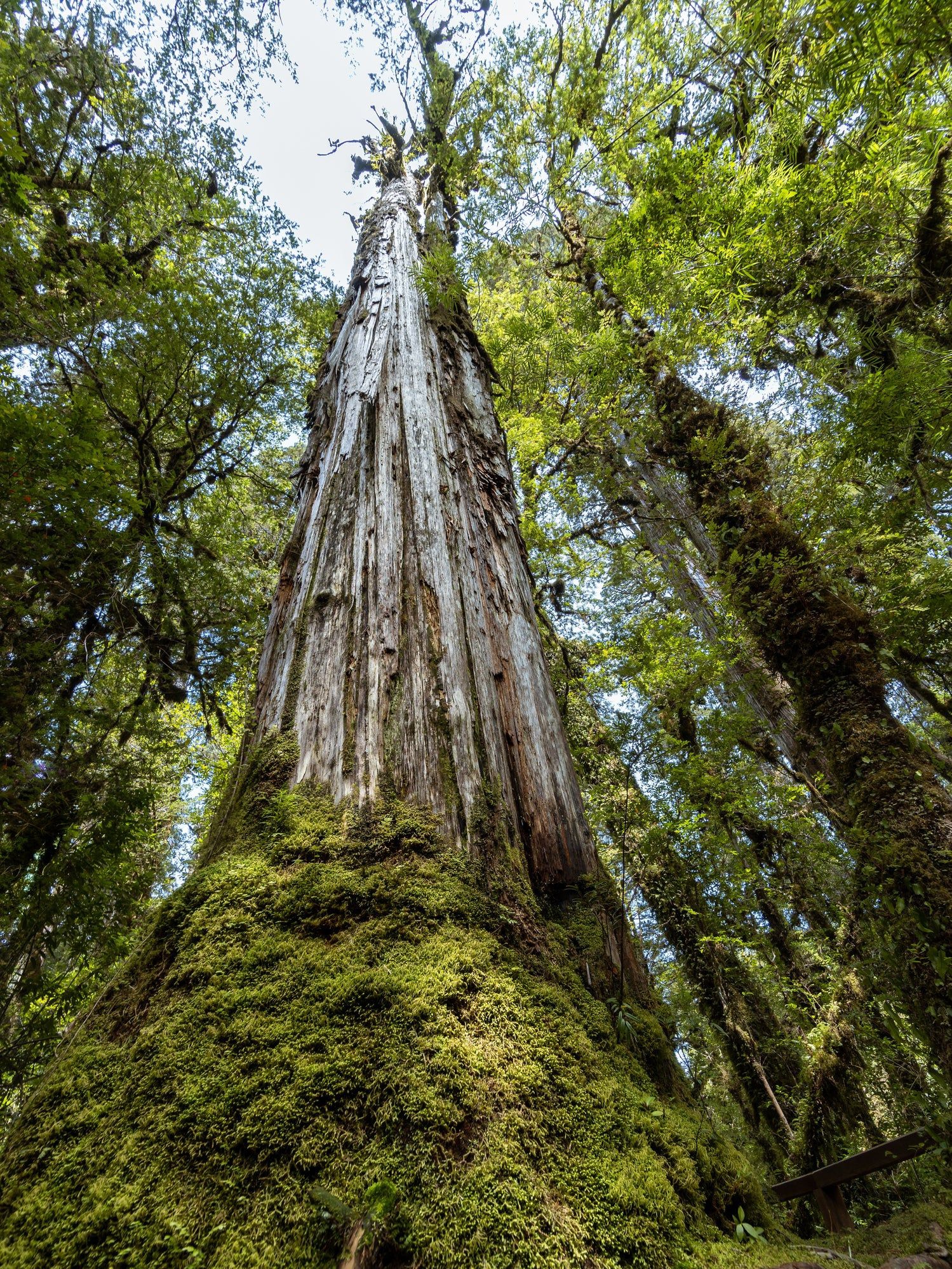 El árbol más viejo del mundo: El milenario alerce chileno conocido como el "Gran Abuelo".