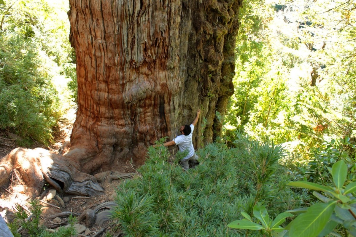 El árbol más viejo del Mundo en el sur de Chile