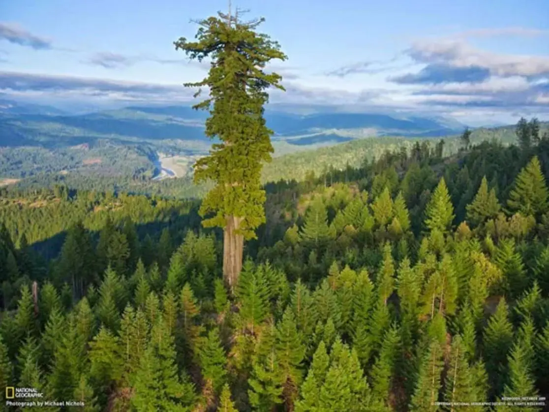 El árbol más alto del mundo: Hyperion