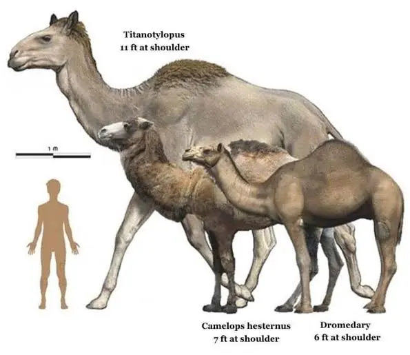 Titanotylopus era un género extinto de camellos que vivió en América del Norte